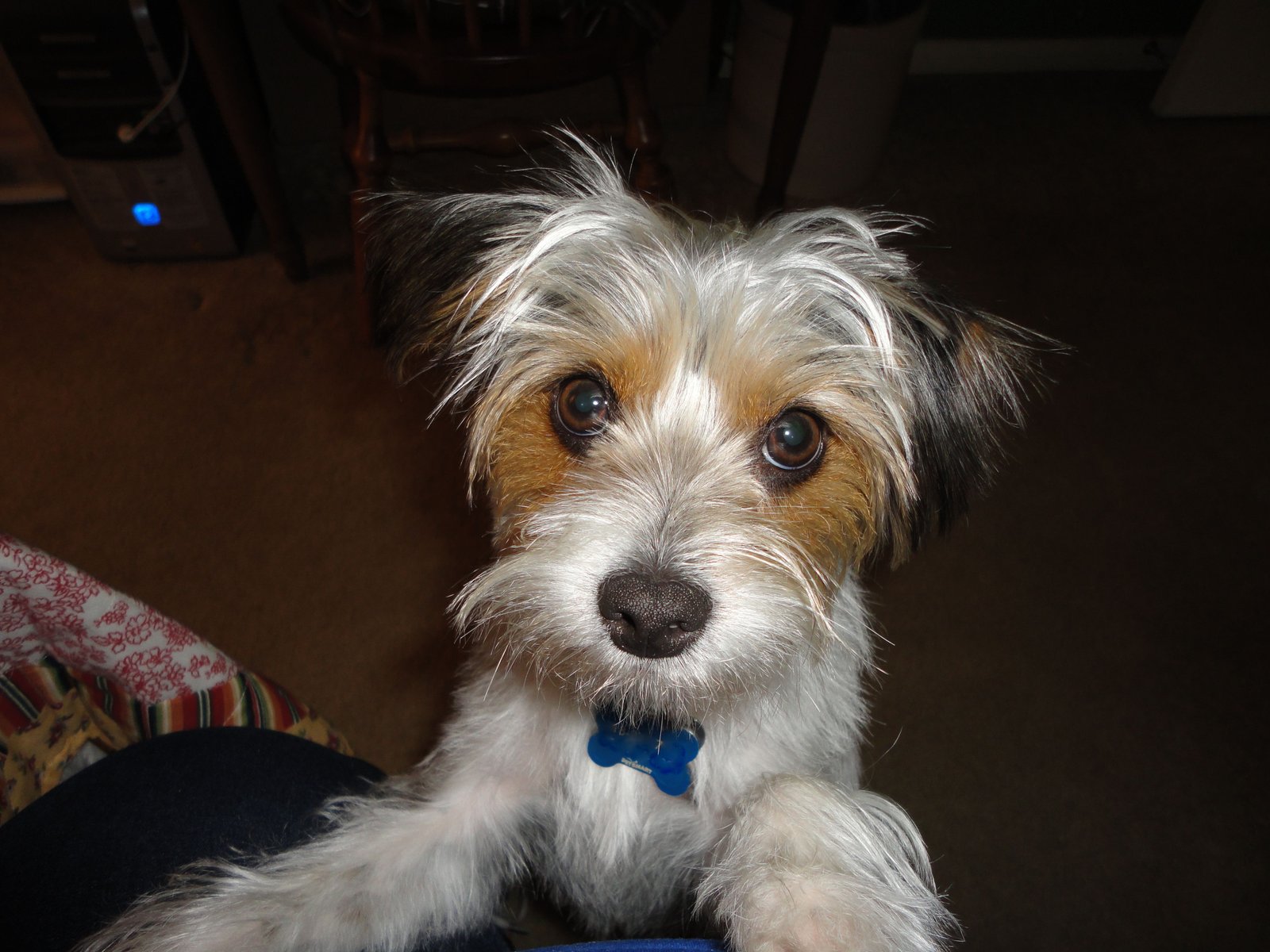 Jack Russell Mixed with Yorkie